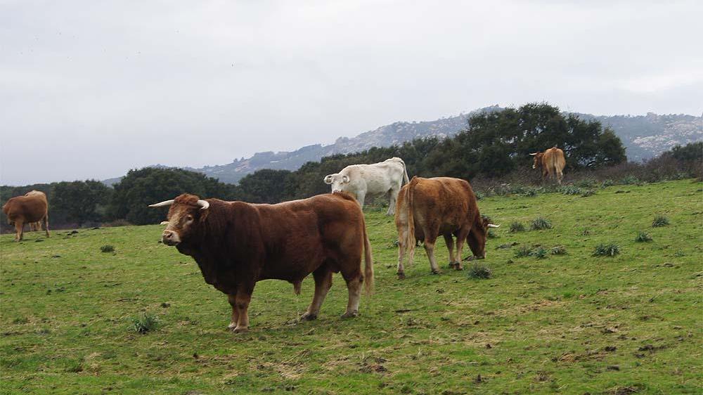 Blocco della movimentazione bovini: "Rischiamo di chiudere" 