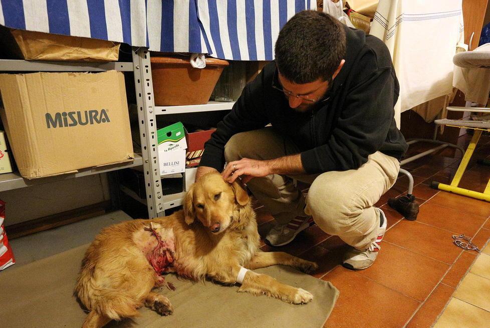 Meticcio sbranato scatta l’ordinanza: pitbull “sequestrati”