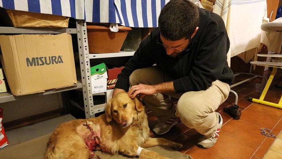 Meticcio sbranato scatta l’ordinanza: pitbull “sequestrati”