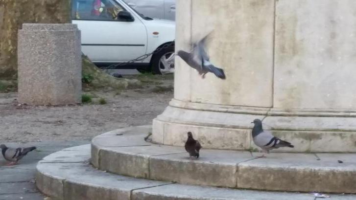 Troppi piccioni, scatta l’allarme Invase intere strade della città