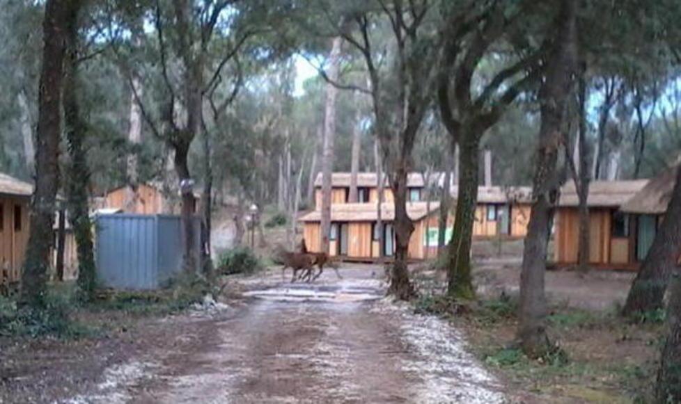 Bracconieri uccidono cervi nel parco dell’ex club Med
