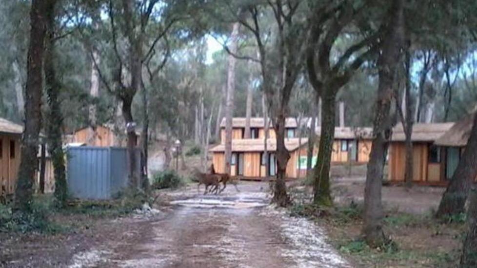 Bracconieri uccidono cervi nel parco dell’ex club Med