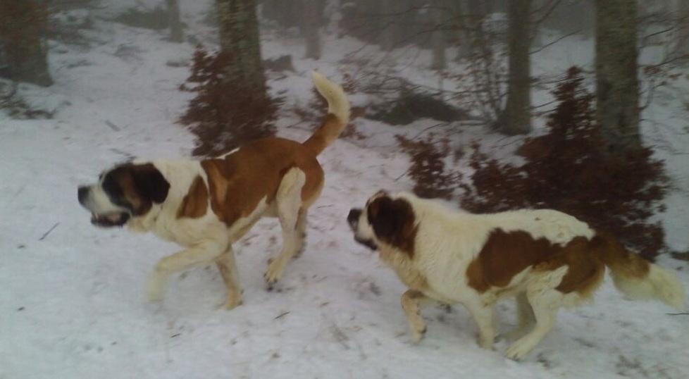 Neve fresca, domani apre la Panoramica