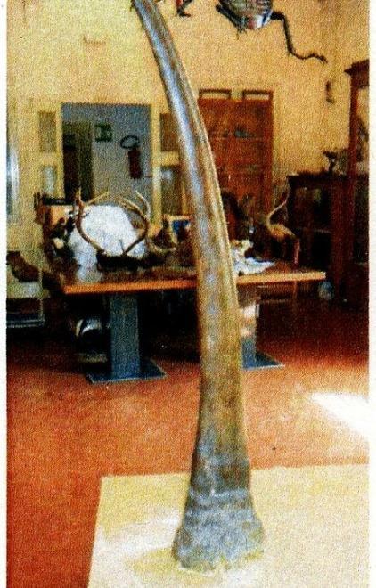 Corno sparito dal museo: impronte e video per trovare chi l’ha rubato 