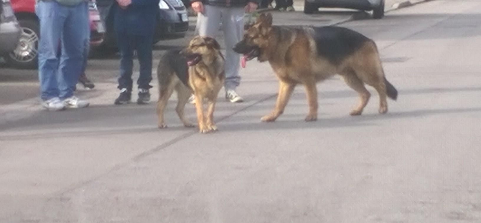 I due cani fotografati dalla donna col cellulare 