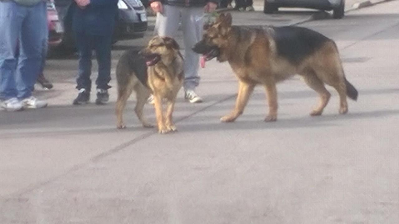 I due cani fotografati dalla donna col cellulare
