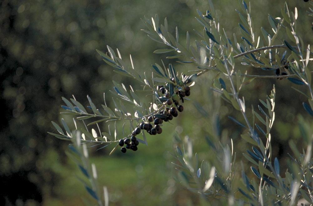 A Castel del Piano raccolta delle olive decimata dalla mosca