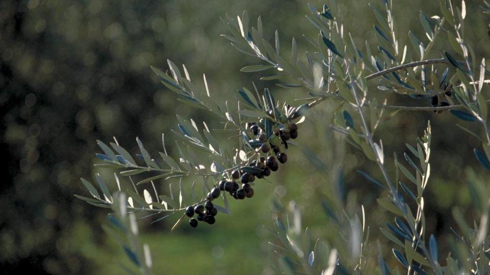 A Castel del Piano raccolta delle olive decimata dalla mosca