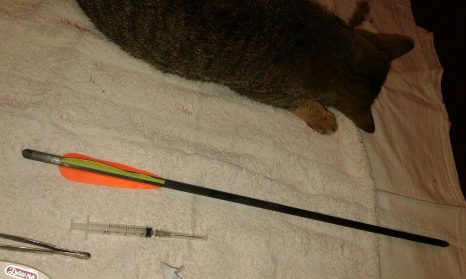 Il gatto ferito con la freccia