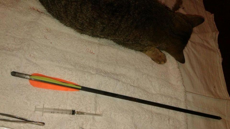 Il gatto ferito con la freccia