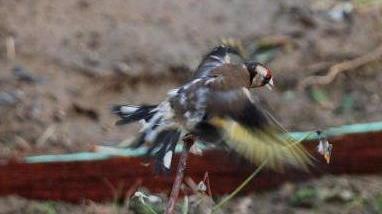 Bracconiere tortura cardellino: denunciato