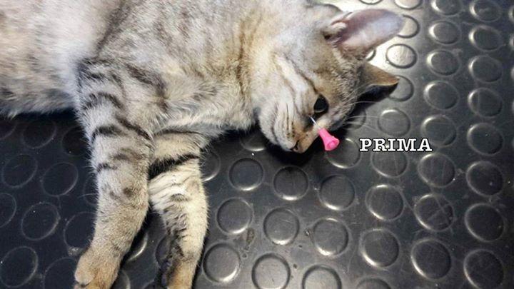 La gatta ferita con la cerbottana