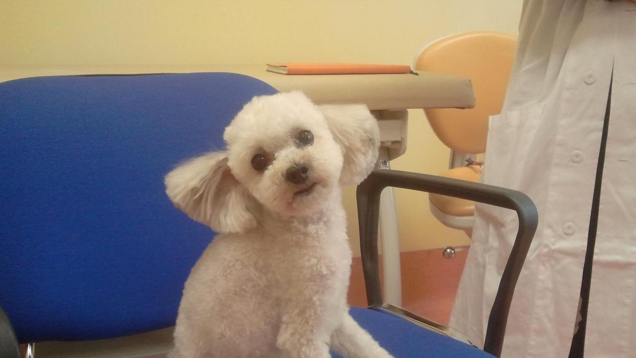 Iniziativa Asl del 2012: i bambini furono accompagnati dal dentista da un barboncino per aiutarli a vincere la paura