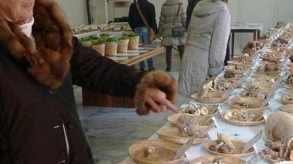 Conferenze su funghi e territorio