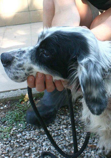Sul sito del Comune un invito ad adottare i cani sfortunati