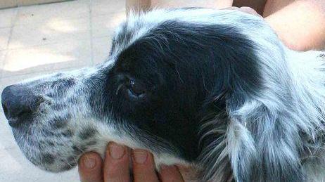 Sul sito del Comune un invito ad adottare i cani sfortunati