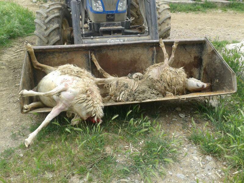 Pecore uccise dai predatori in Maremma (foto d'archivio)