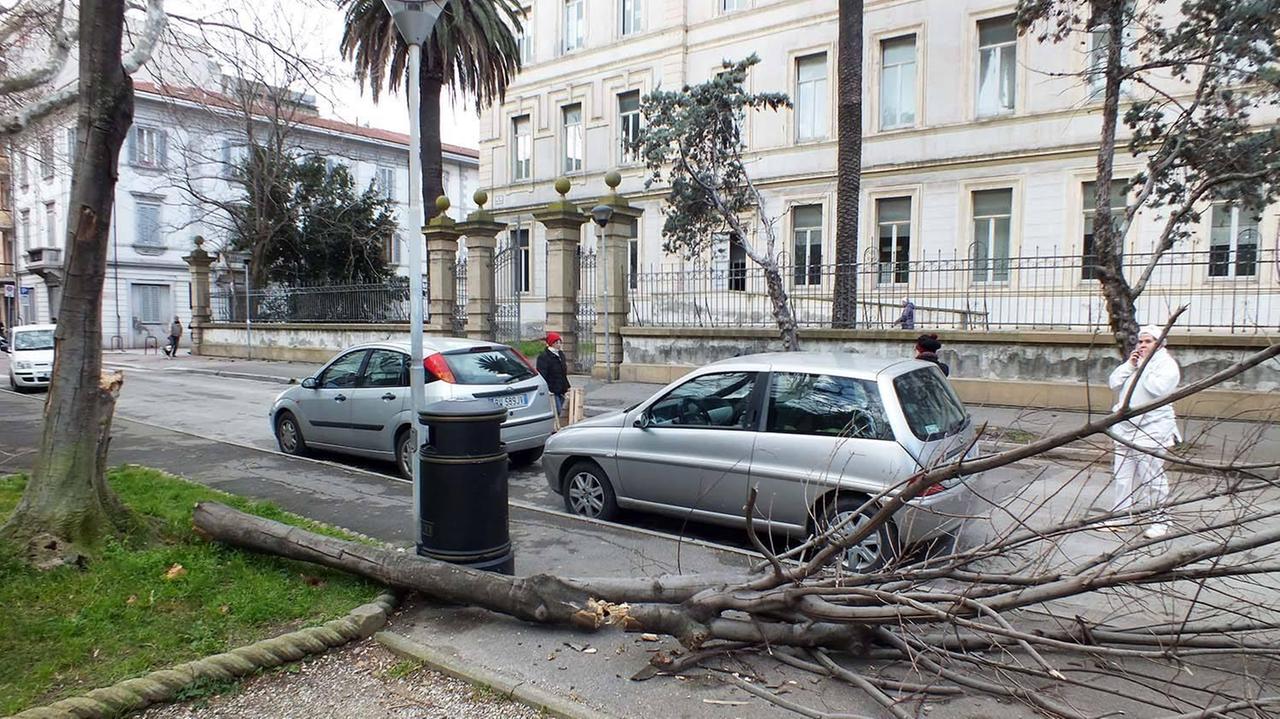 Il grosso ramo caduto in piazza Dante (foto Paolo Barlettani)