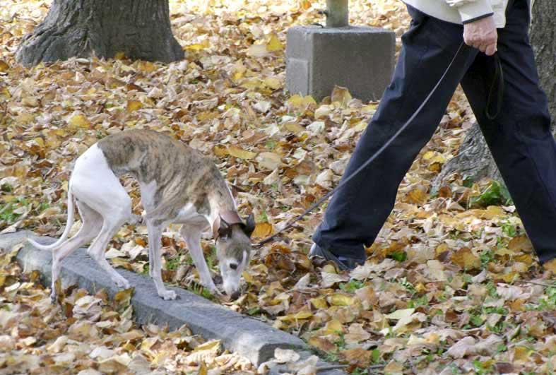 Una cane al guinzaglio in un parco cittadino