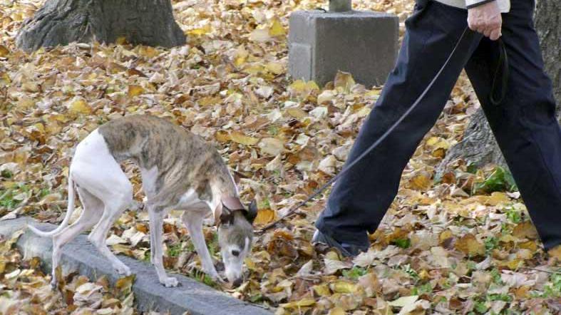 Una cane al guinzaglio in un parco cittadino