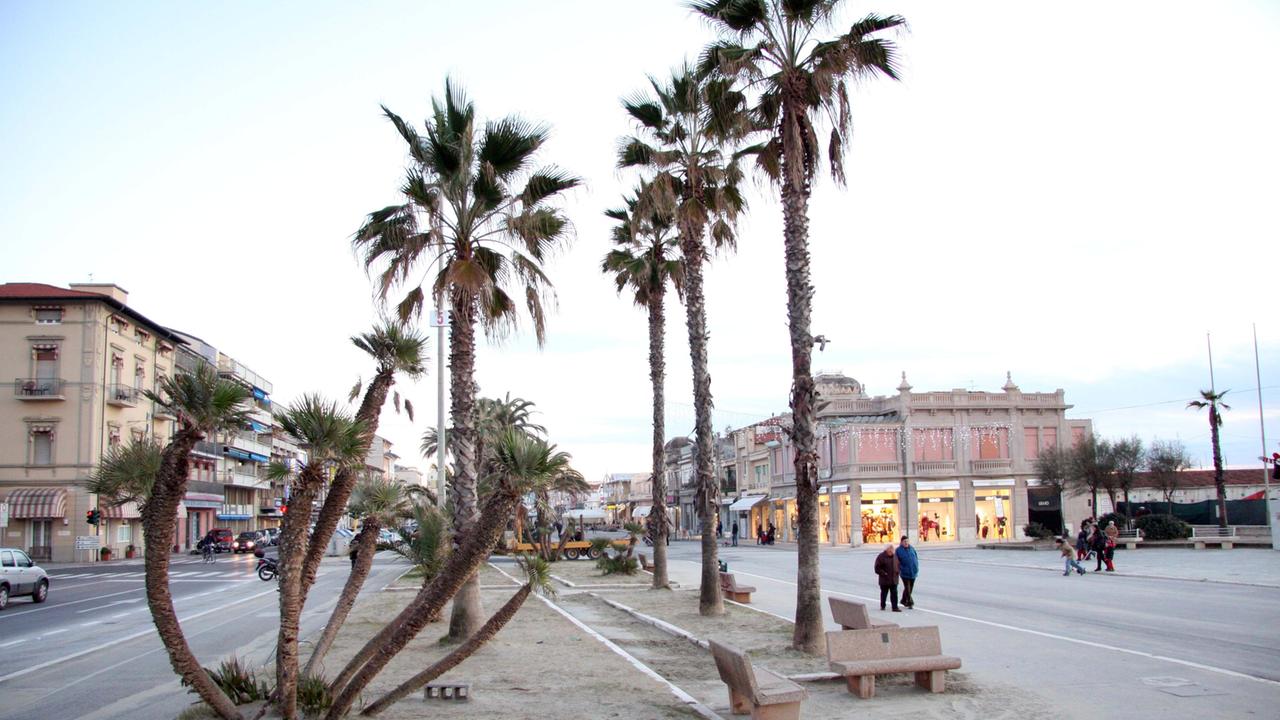 Le palme della Passeggiata di Viareggio attaccate dal parassita chiamato "punteruolo rosso"