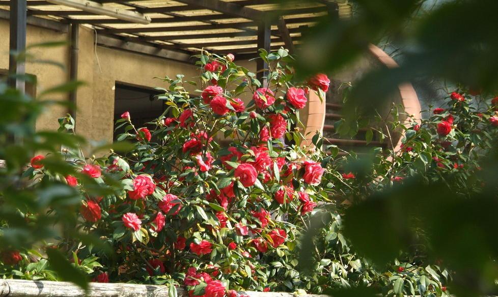 Ikebana e foto in attesa delle camelie