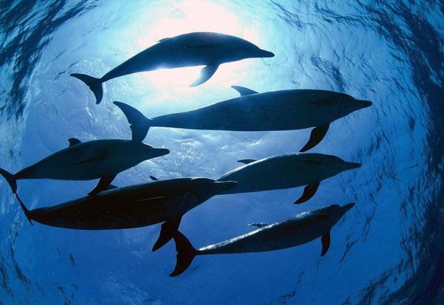Delfini in mare aperto