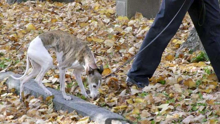 Cani, ingressi liberi a Villa Fabbricotti 