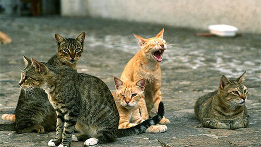 Gatti randagi per strada