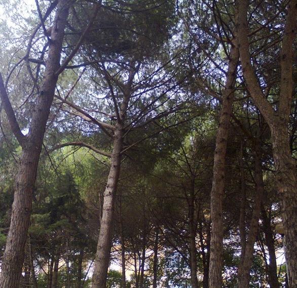 In via Tommaseo la pineta è un pericolo 