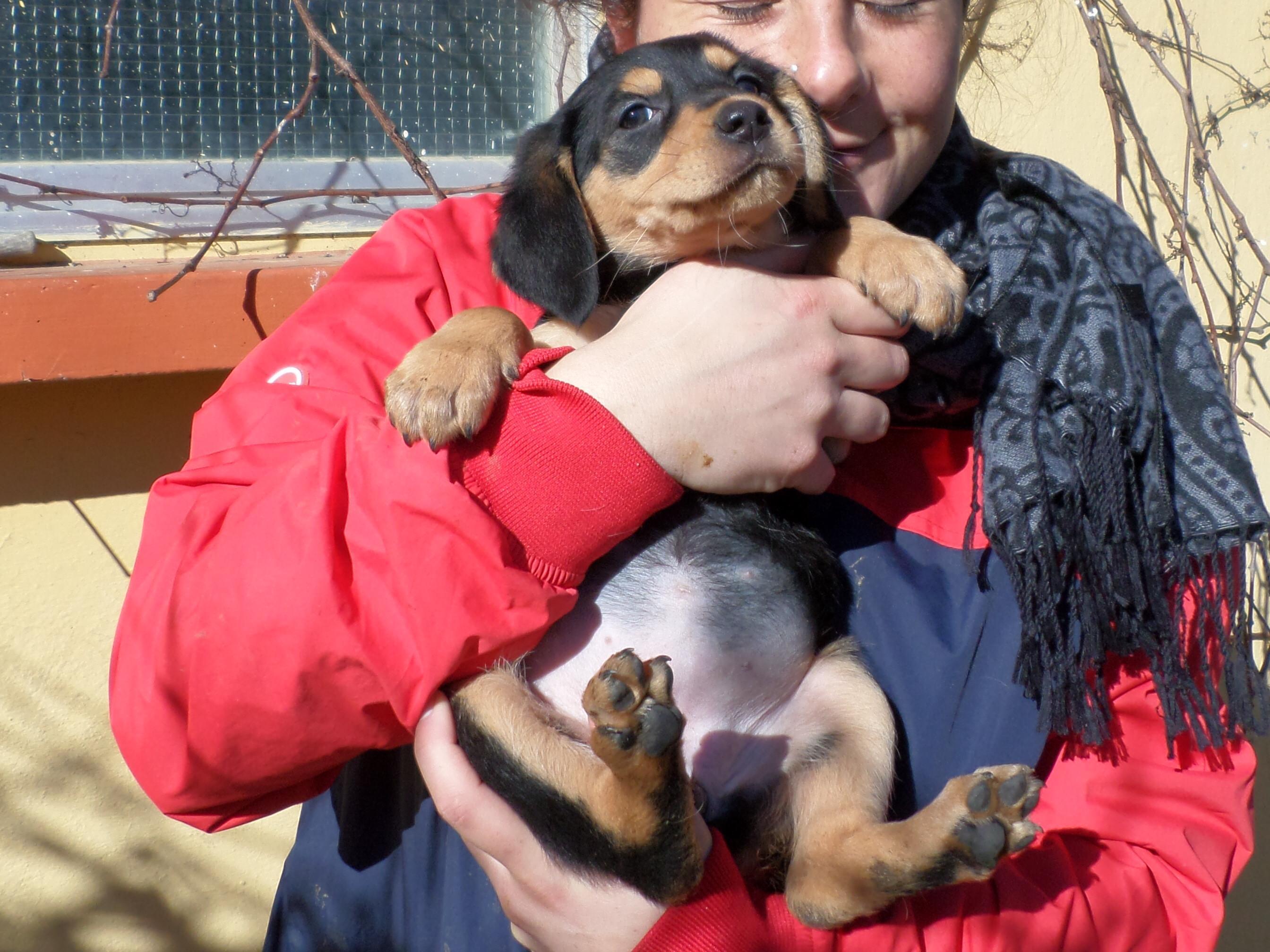Uno dei cuccioli trovati al Cisternino