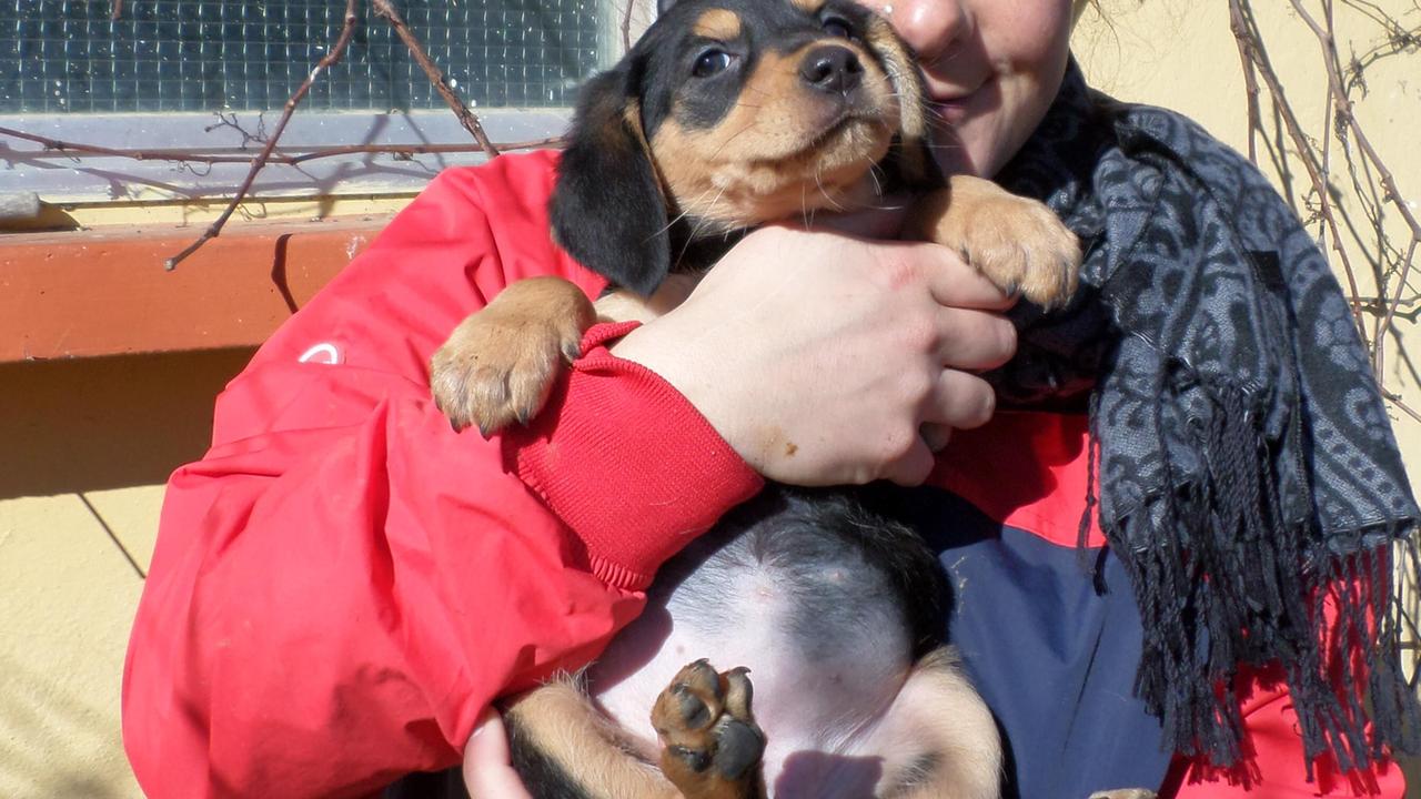 Uno dei cuccioli trovati al Cisternino