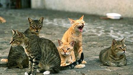 La denuncia: "Uccidono i gatti per mangiarseli"