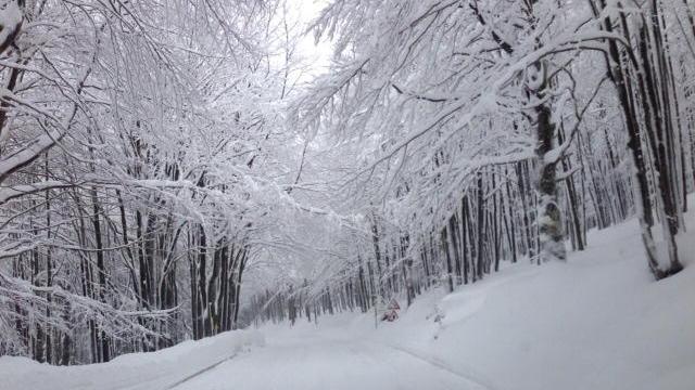 Una strada dell'Amiata imbiancata dalla neve domenica 1 febbraio 2015