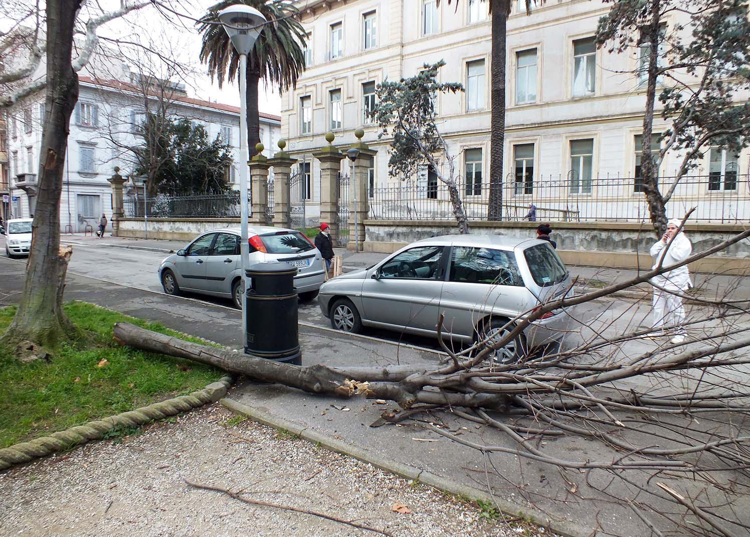 Vento oltre 100 km orari e albero caduto davanti alle elementari pochi minuti prima dell'uscita dei bambini (foto Paolo Barlettani)  