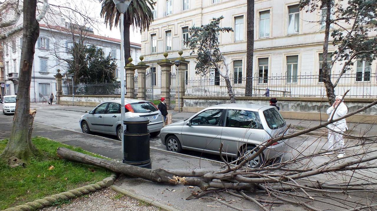 Vento oltre 100 km orari e albero caduto davanti alle elementari pochi minuti prima dell'uscita dei bambini (foto Paolo Barlettani)