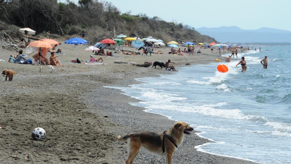 Un cane in spiaggia