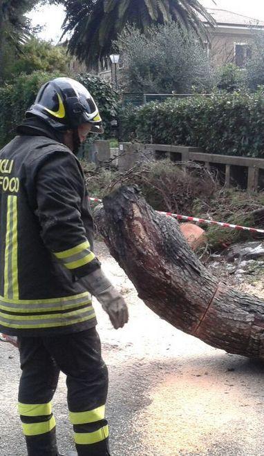 Pioggia, grandine e vento pino di 25 metri su due auto 