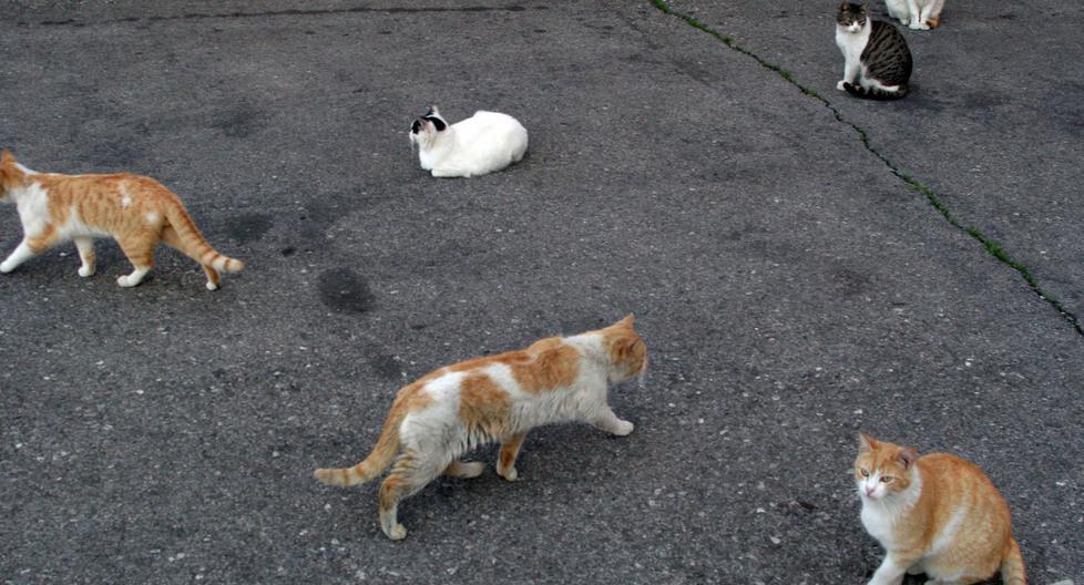 «Gatti uccisi e mangiati» Aidaa lancia l’allarme 