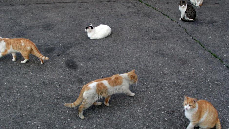 «Gatti uccisi e mangiati» Aidaa lancia l’allarme
