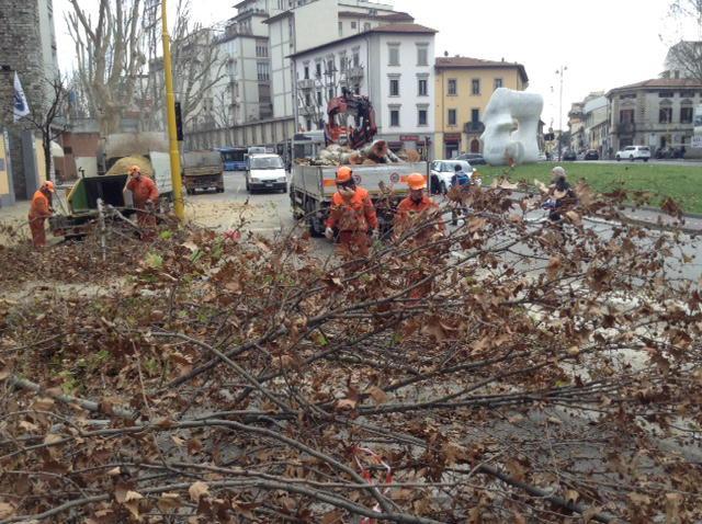 Potatura degli alberi in piazza San Marco