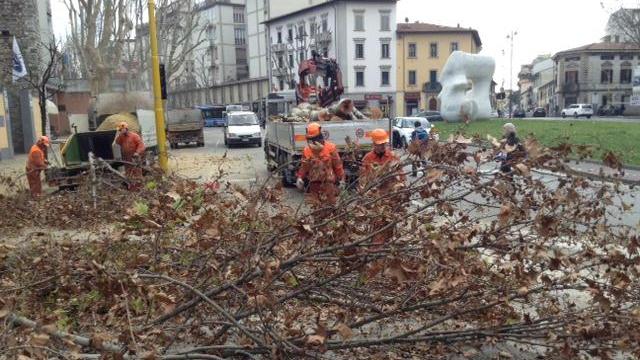 Potatura degli alberi in piazza San Marco