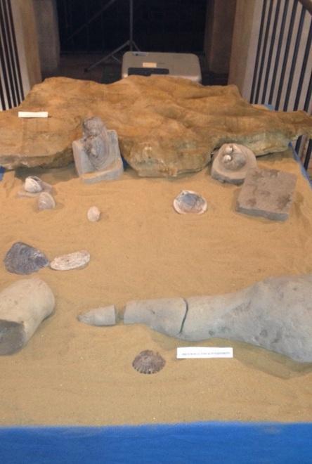 Aperta tutto il mese la mostra sui fossili della Val d’Enza