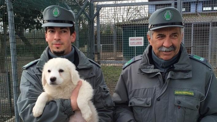 Canile, boom di visite per i cuccioli