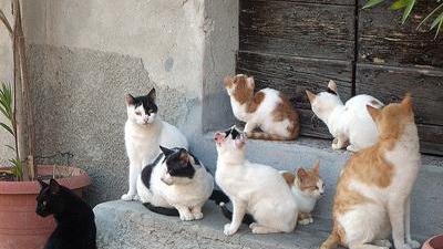 Gatti di una colonia felina