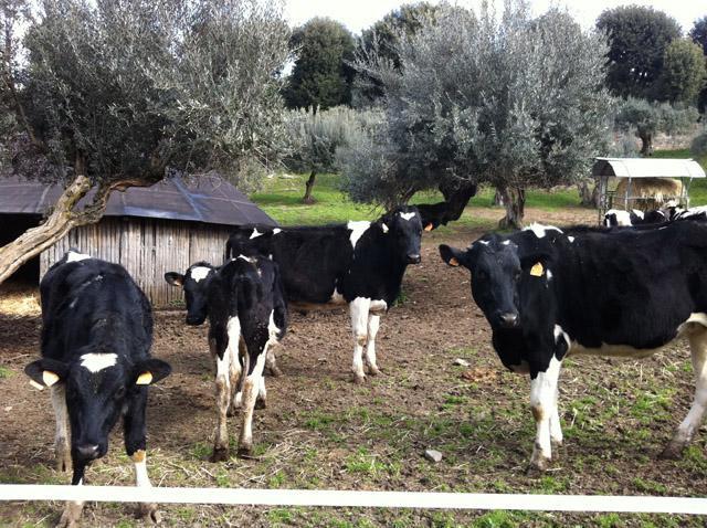 Latte, crollo dei prezzi e allevatori toscani allo stremo 