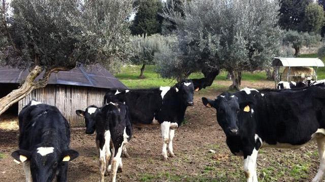 Latte, crollo dei prezzi e allevatori toscani allo stremo