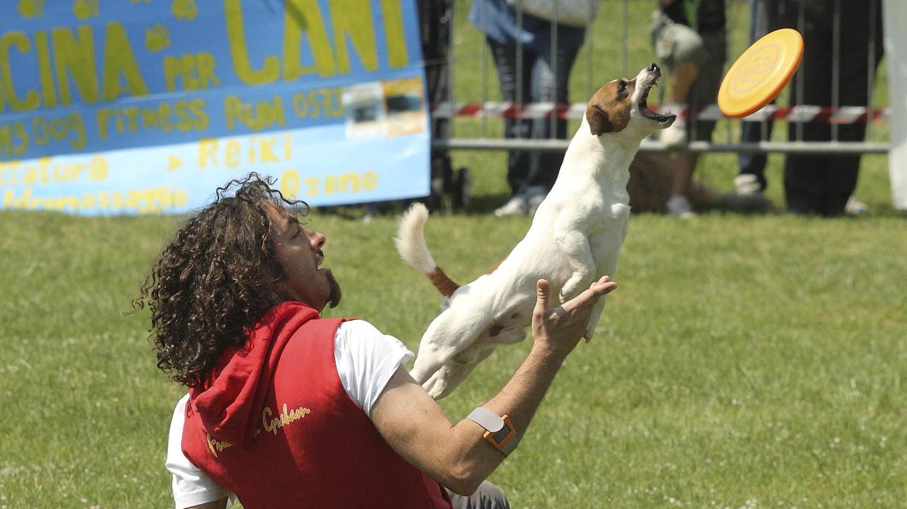Un cane durante uno spettacolo