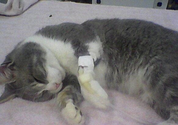 Se trovate un gatto ferito chiamate i vigili urbani