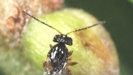 La vespa cinese, parassita dei castagni